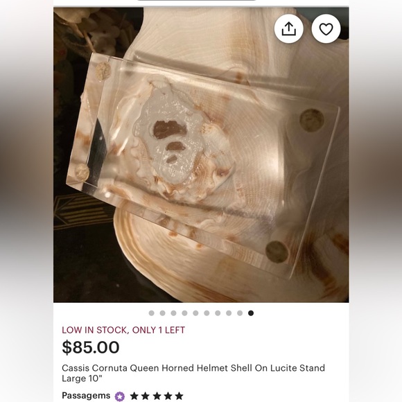 Cassis Cornuta Queen Horned Helmet Shell - Picture 14 of 16